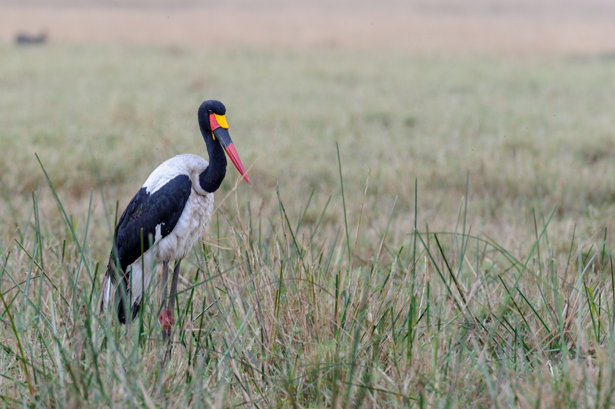Saddle-billed Stork - Prashant Tewari
