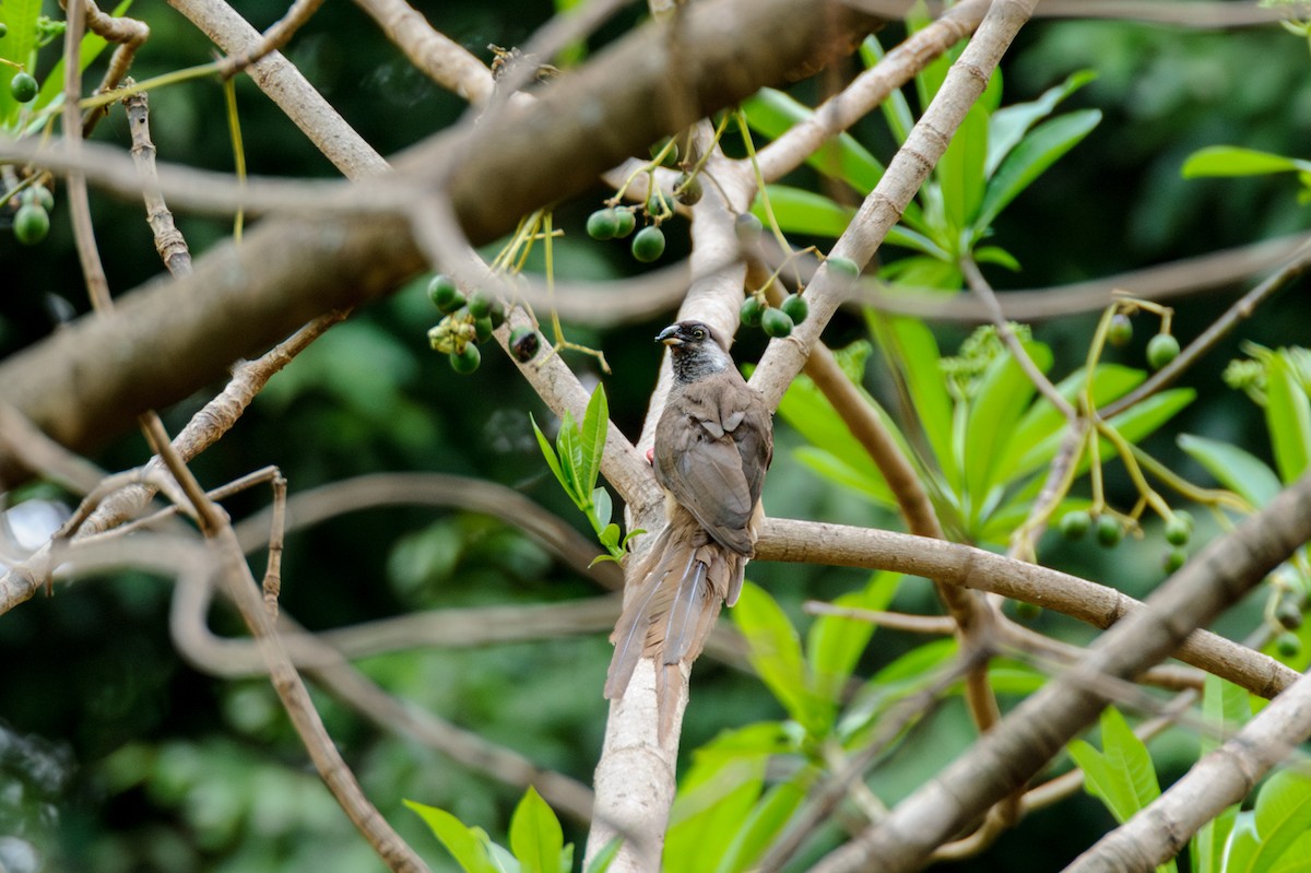 Speckled Mousebird - Prashant Tewari