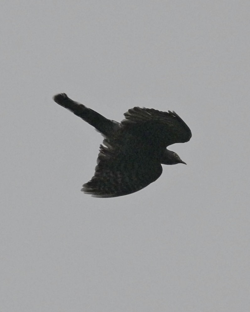 Large Hawk-Cuckoo - Partha Saradhi Allam