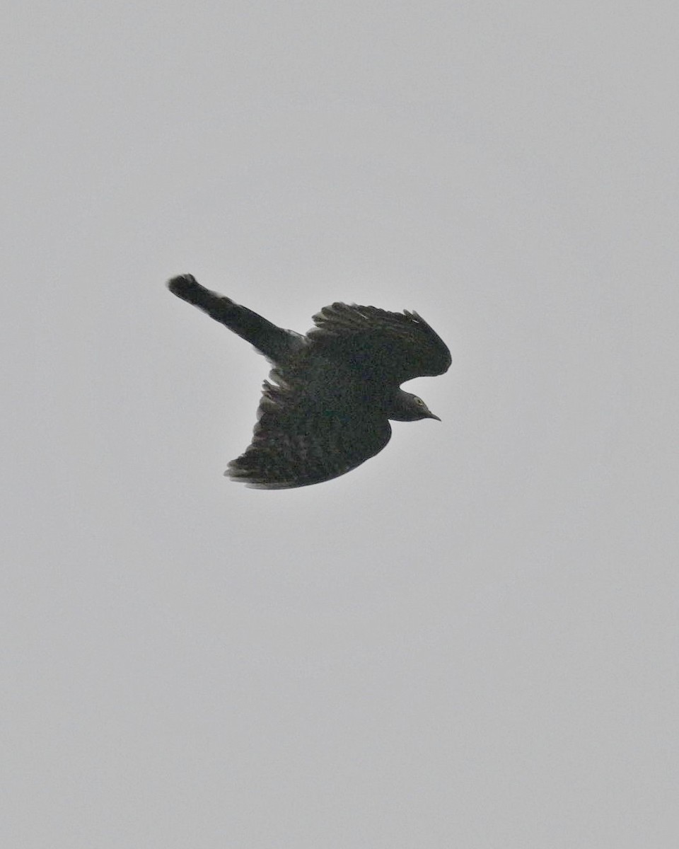 Large Hawk-Cuckoo - Partha Saradhi Allam