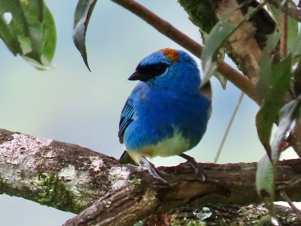 Golden-naped Tanager - Greg Vassilopoulos