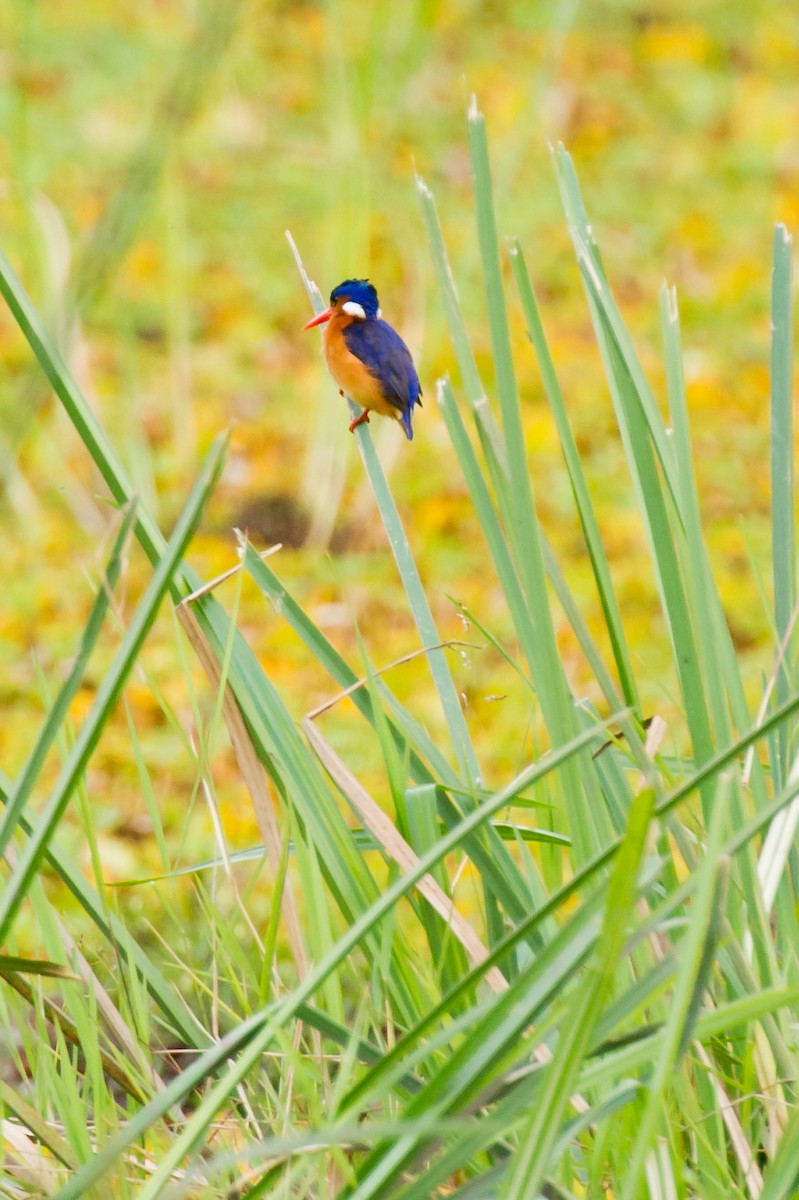 Malachite Kingfisher - Prashant Tewari