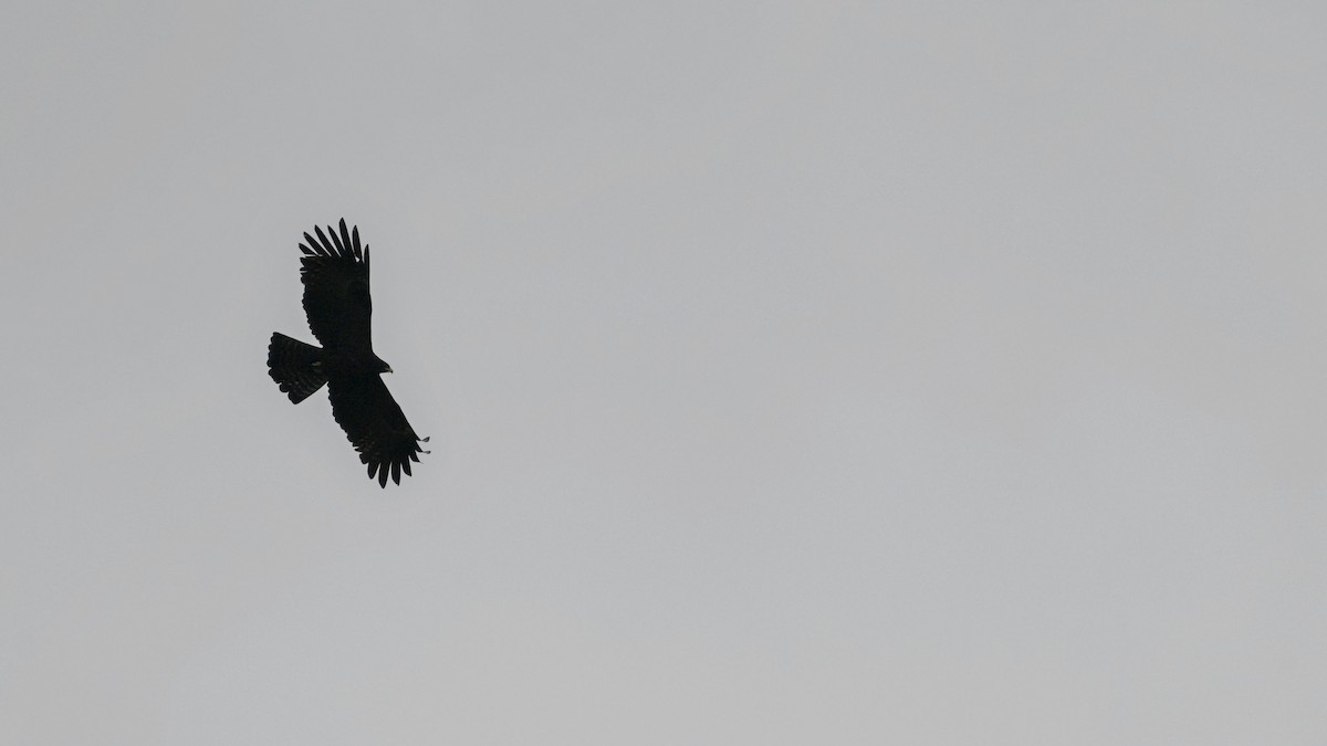 Black Eagle - Partha Saradhi Allam