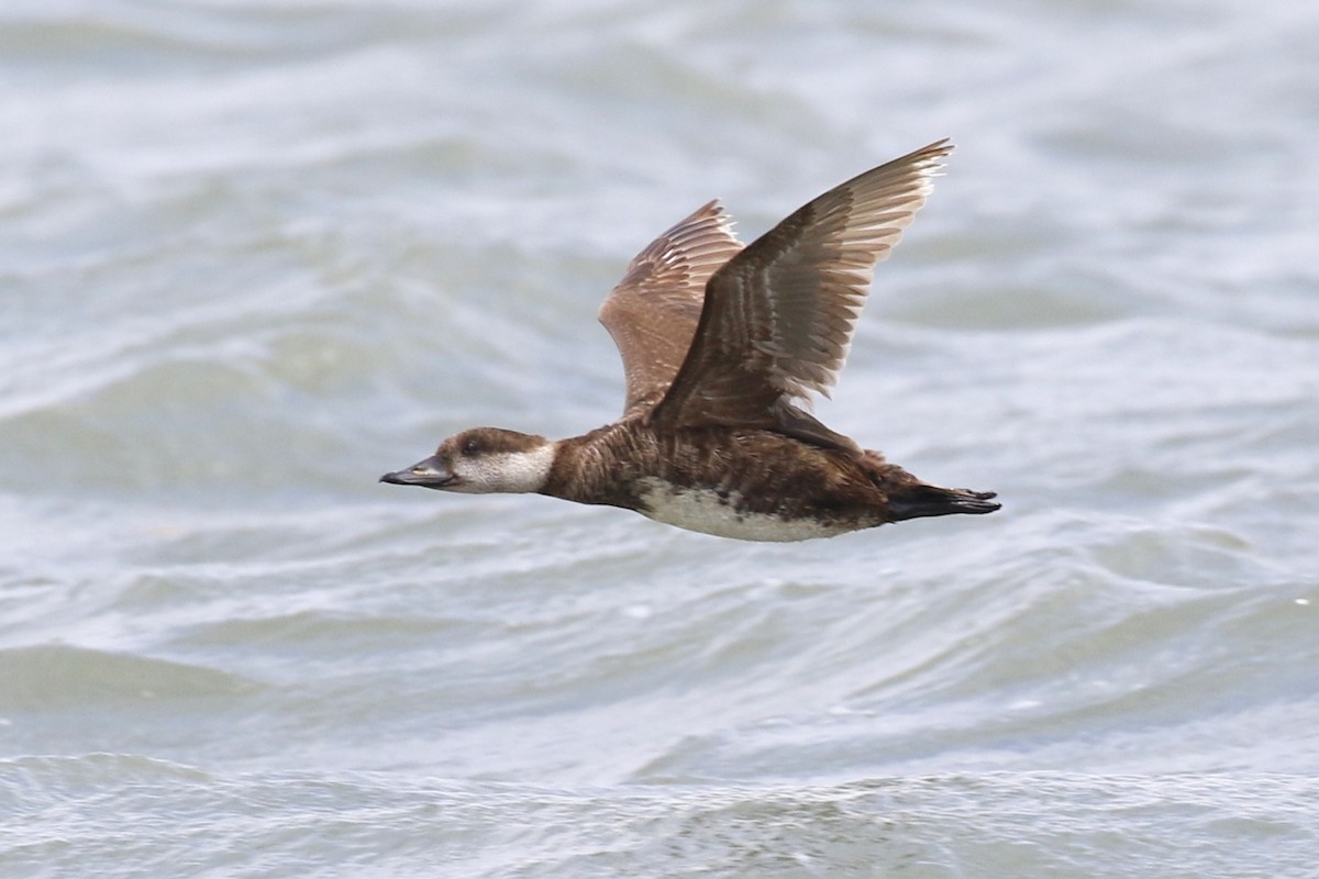 Black Scoter - ML619223439