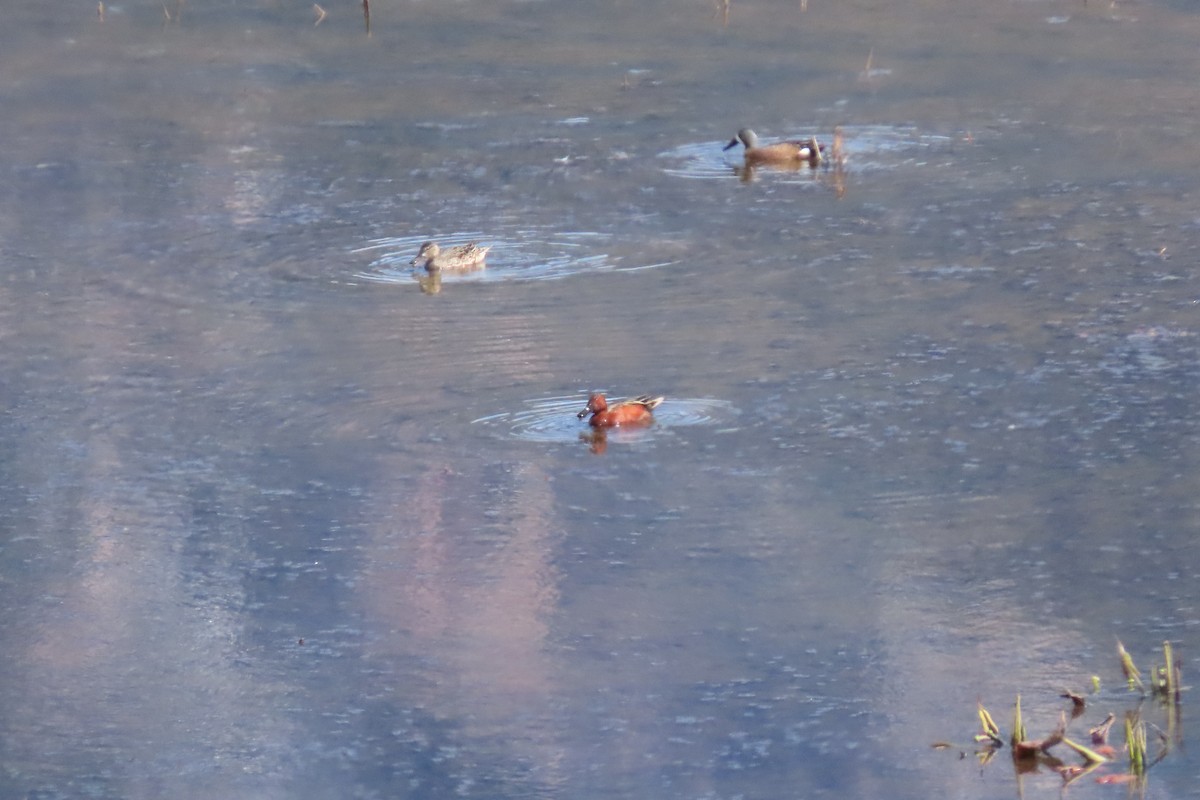 Cinnamon Teal - Shane Dollman