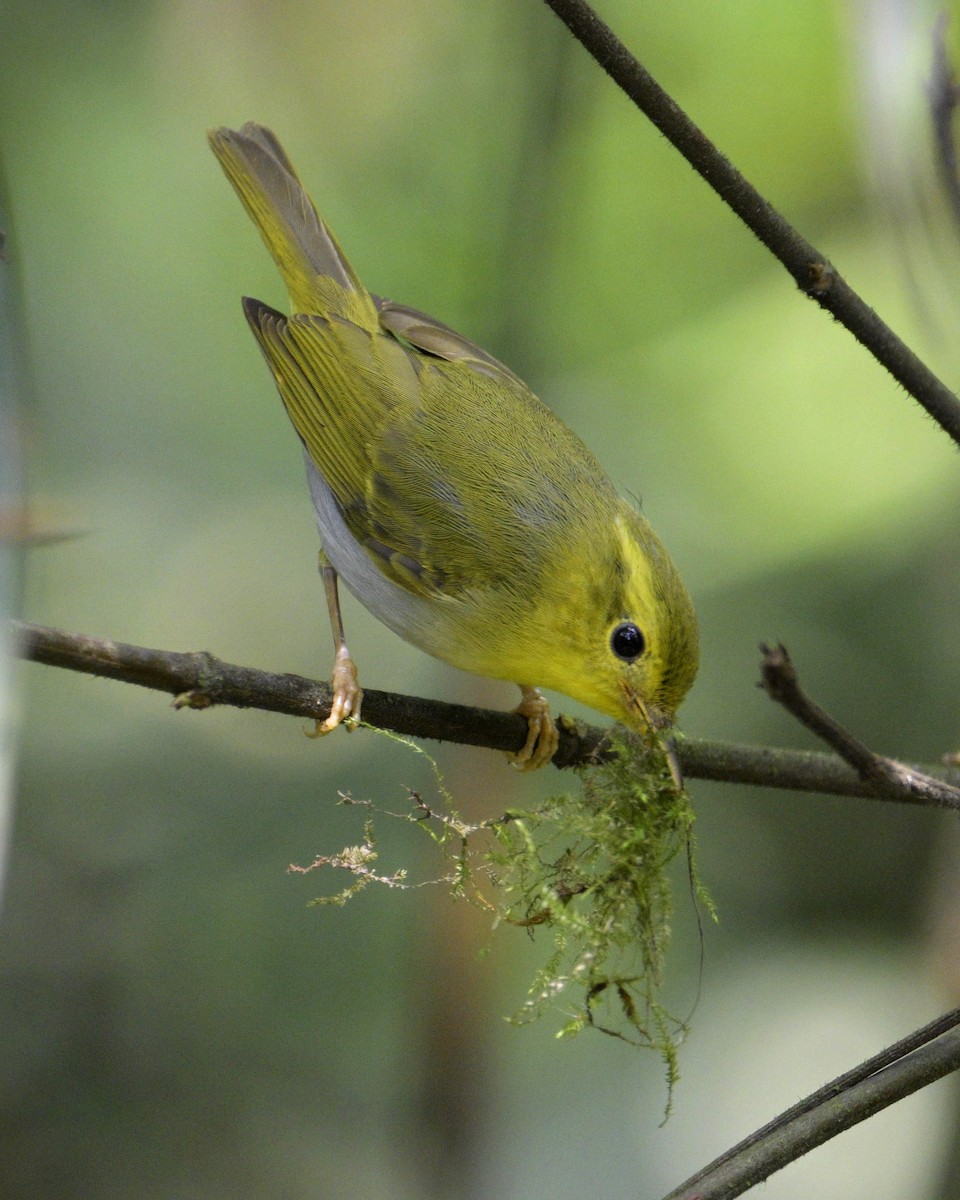 Mosquitero Cantor - ML619223464