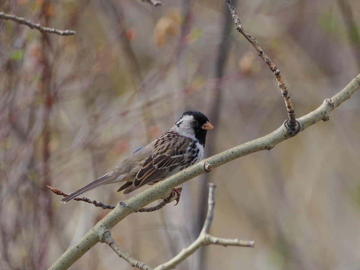 Harris's Sparrow - ML619223476