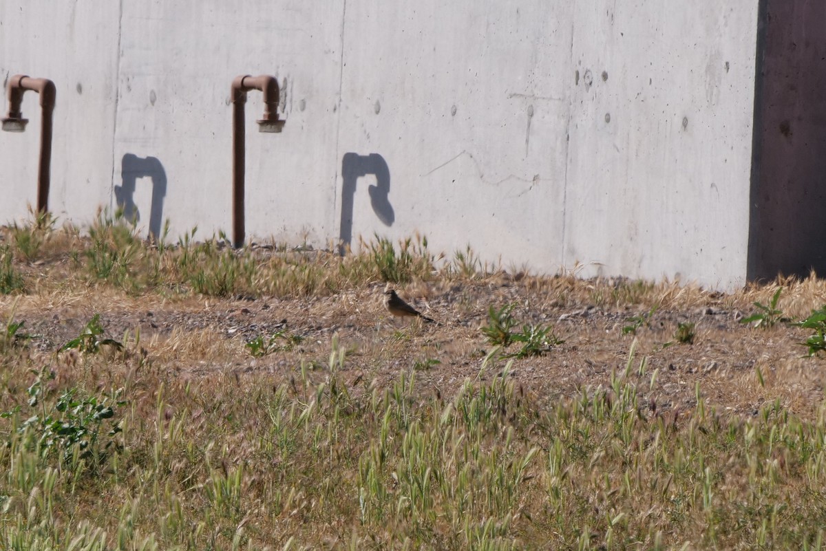 Cassin's Kingbird - Anonymous