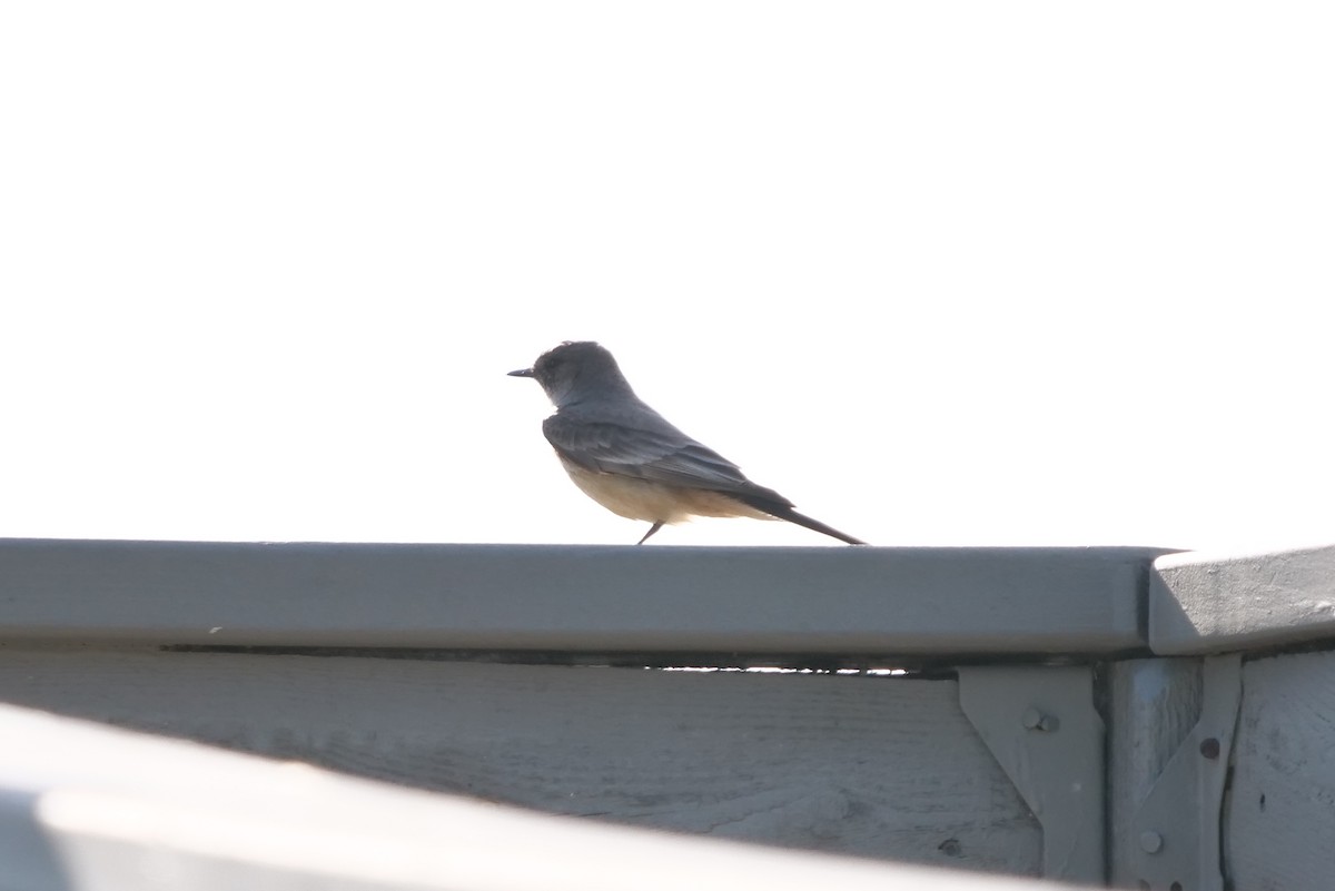 Cassin's Kingbird - Anonymous