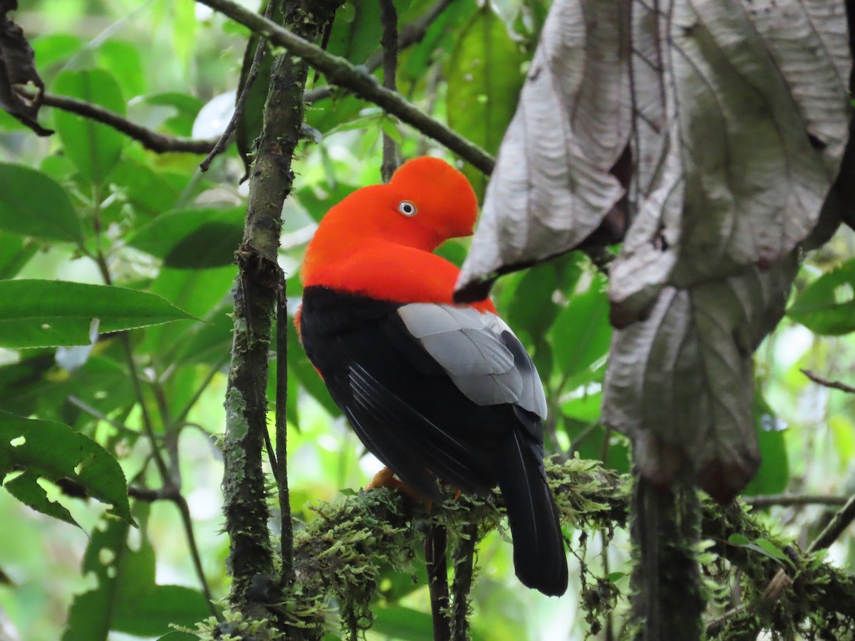 Andean Cock-of-the-rock - Greg Vassilopoulos