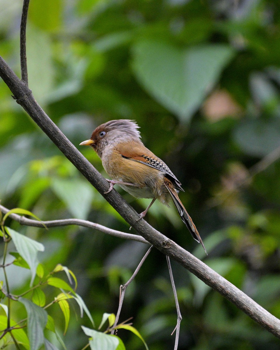 Rusty-fronted Barwing - ML619223504