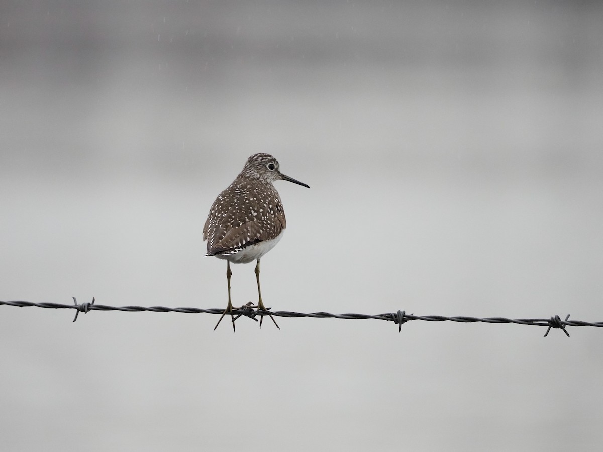 Solitary Sandpiper - ML619223510