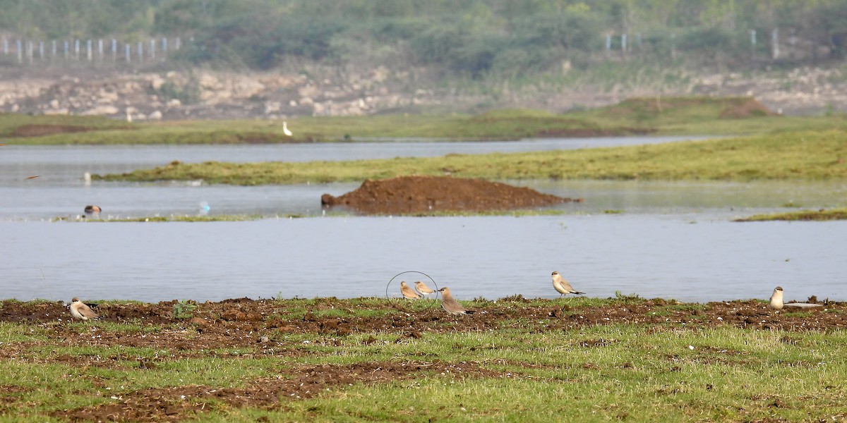 Small Pratincole - Ramesh Desai