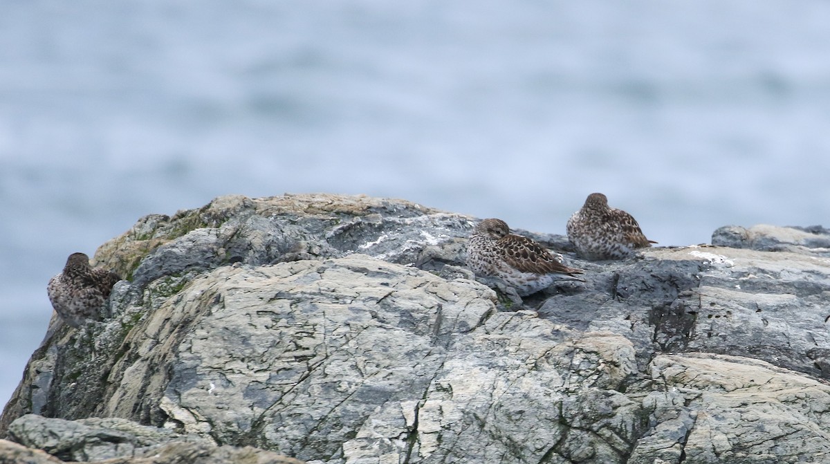 Purple Sandpiper - Robert Dixon