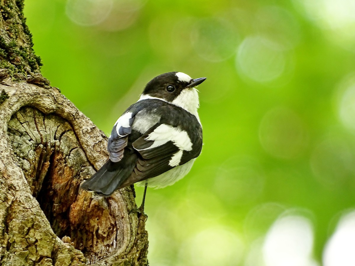 Collared Flycatcher - Александр Любимов