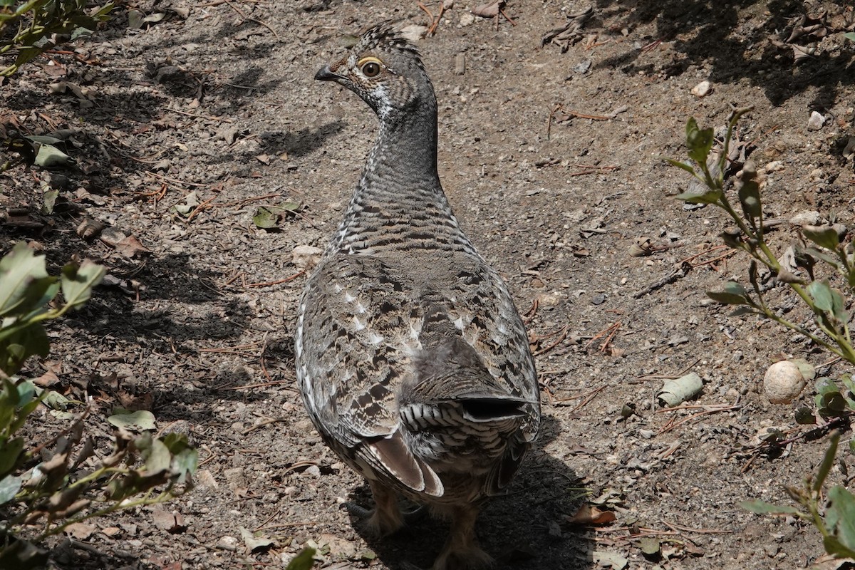 Dusky Grouse - Emile Schoffelen