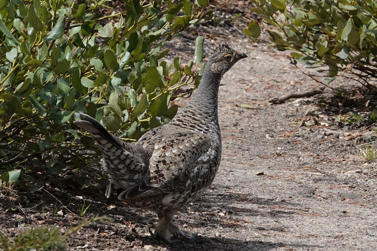 Dusky Grouse - ML619223535