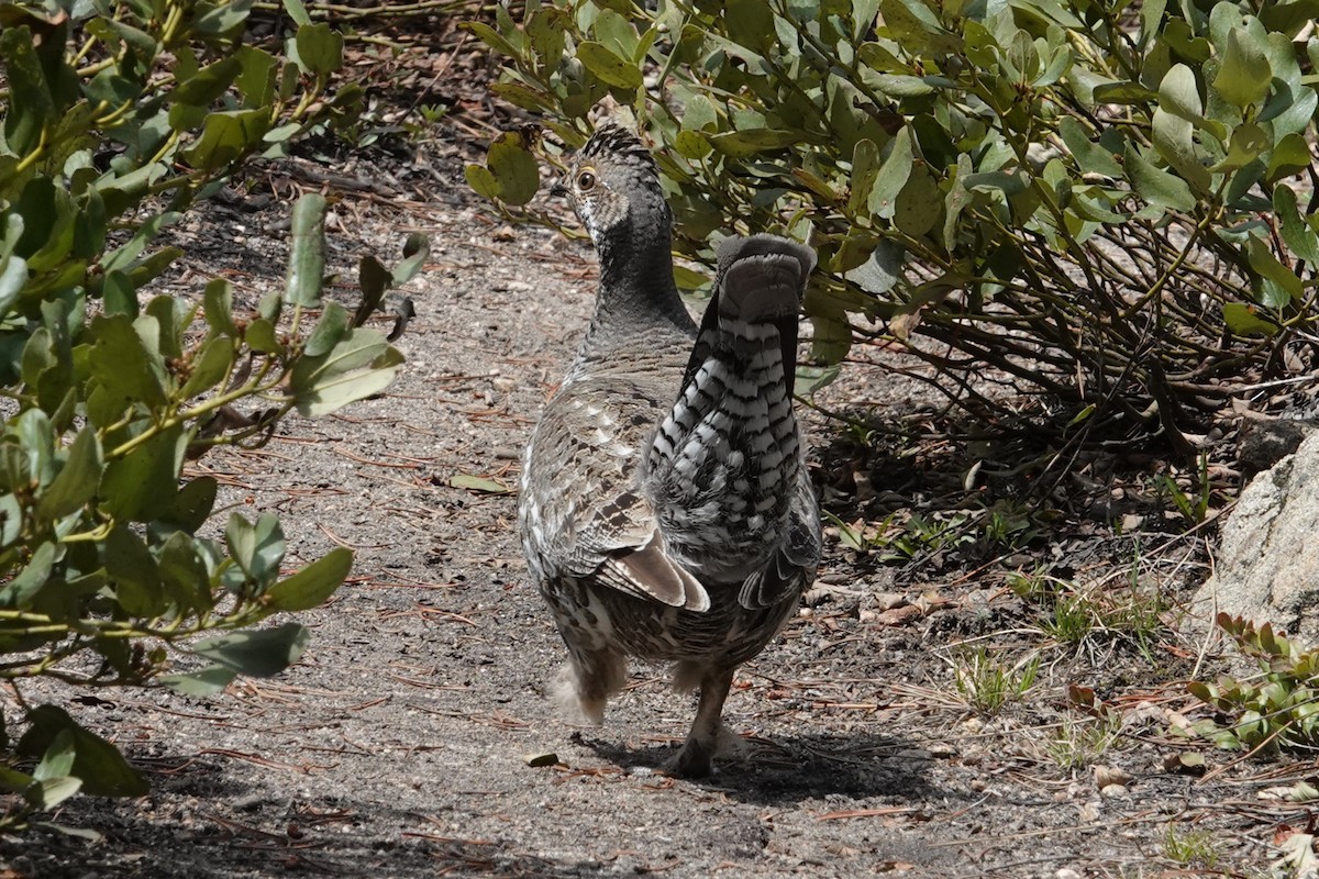 Dusky Grouse - ML619223536