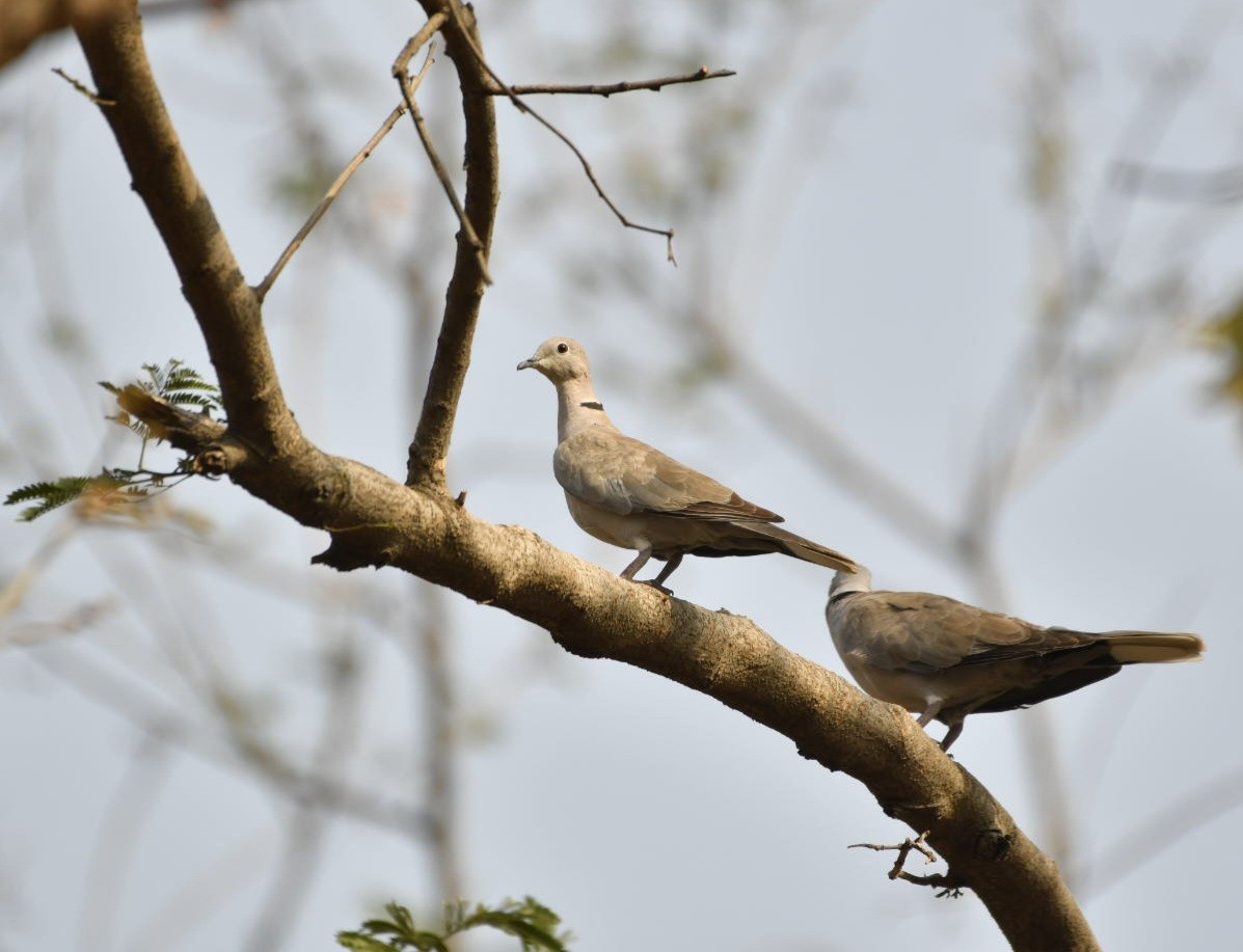 Eurasian Collared-Dove - Ram Veer