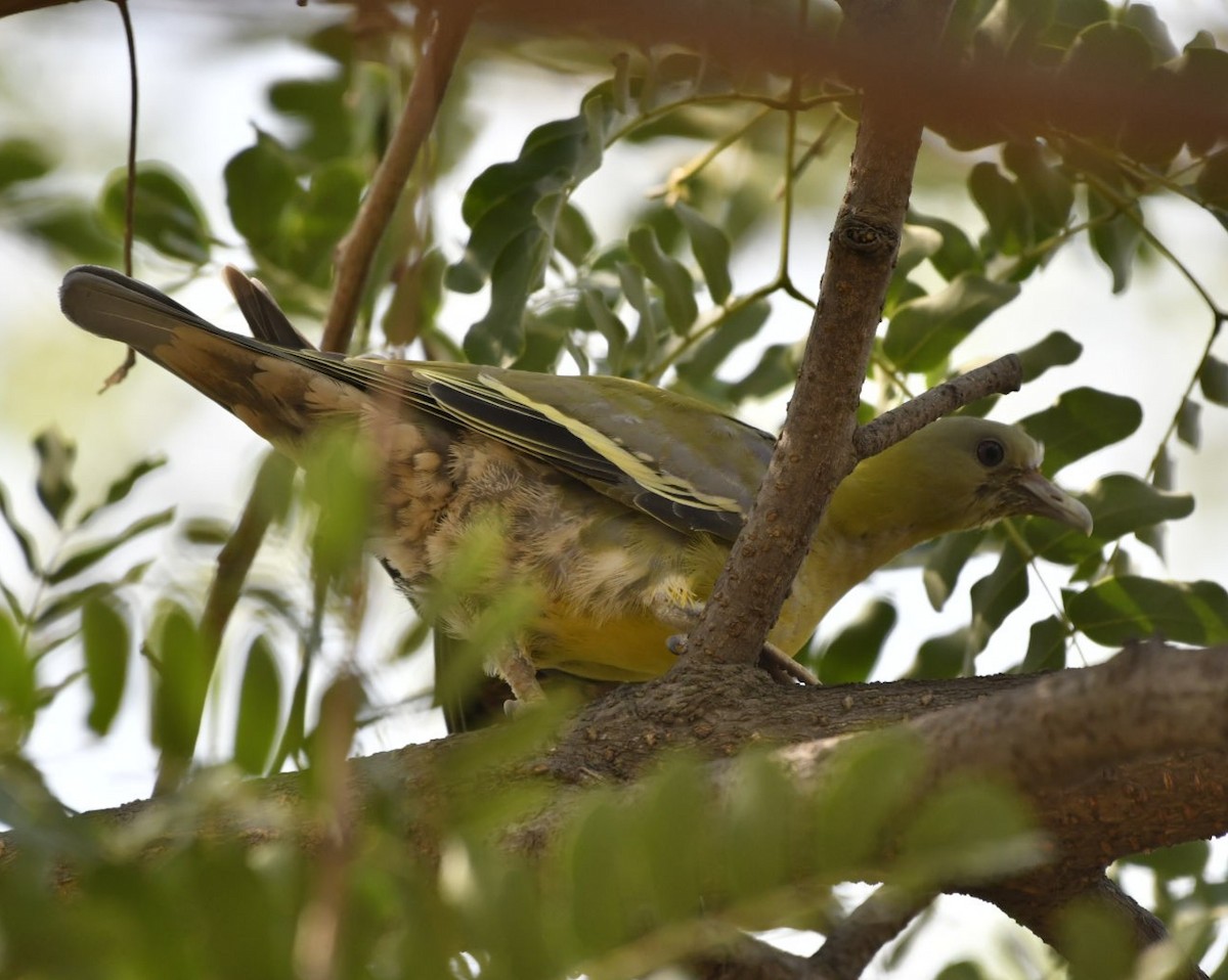 Yellow-footed Green-Pigeon - Ram Veer