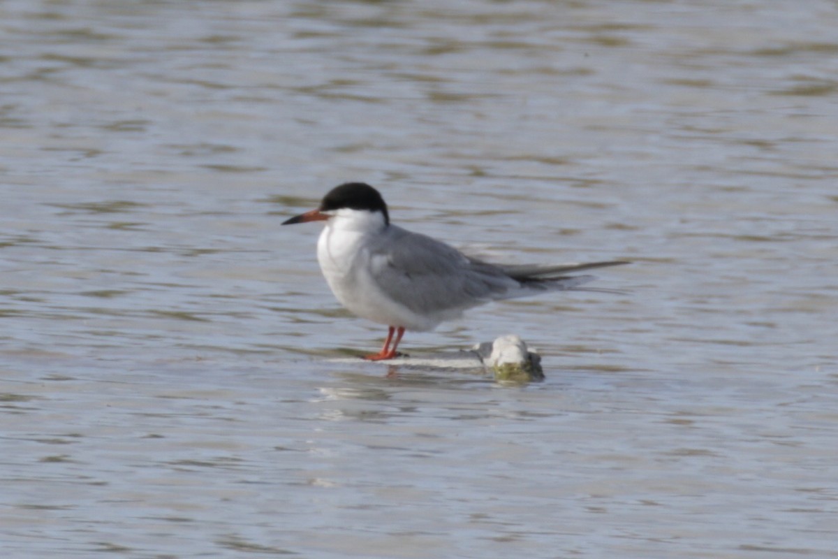 Forster's Tern - ML619223554