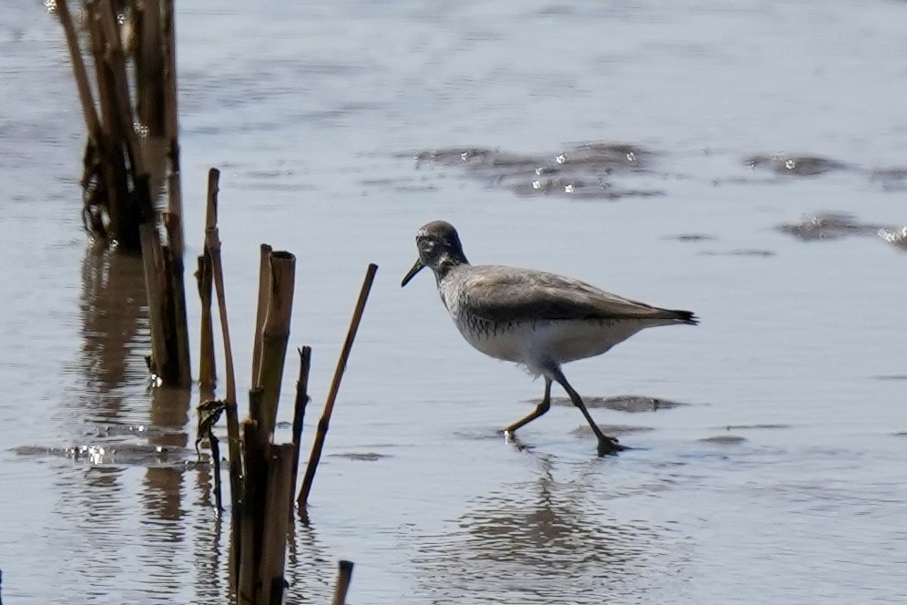 Gray-tailed Tattler - ML619223558