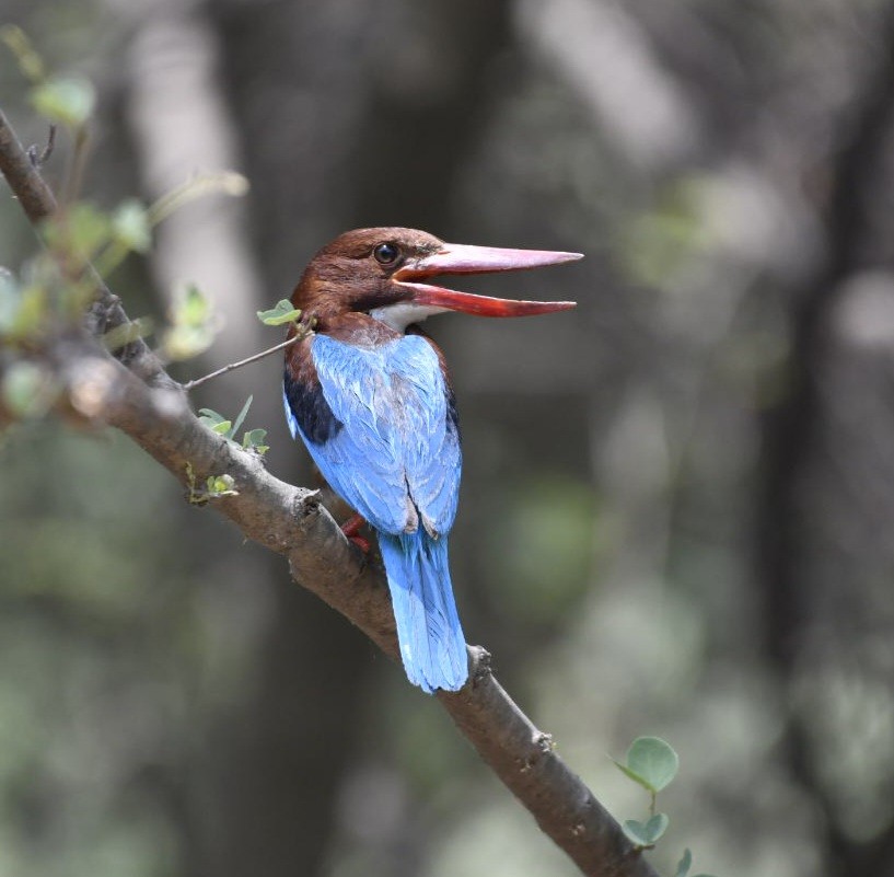 White-throated Kingfisher - Ram Veer