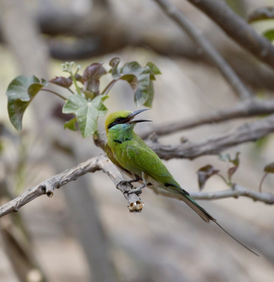 Asian Green Bee-eater - Ram Veer