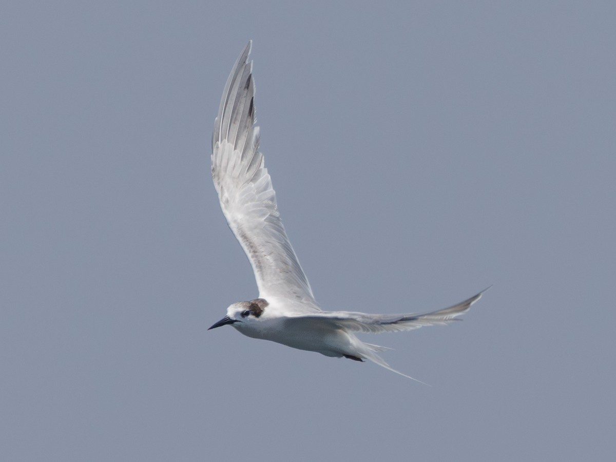 Roseate Tern - Ng SH