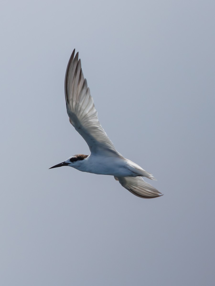 Little Tern - ML619223597