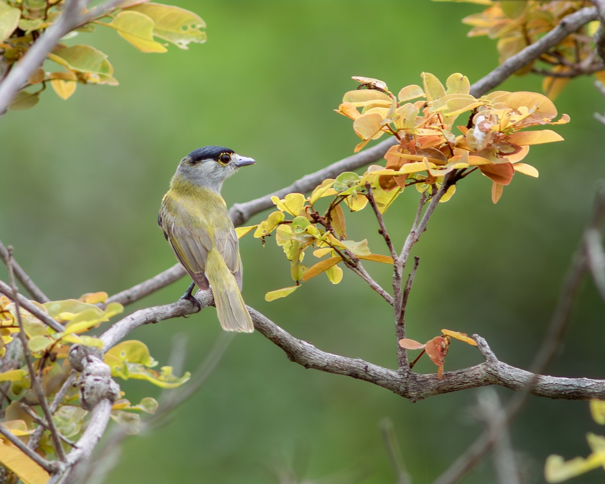 Green-backed Becard - Per Smith