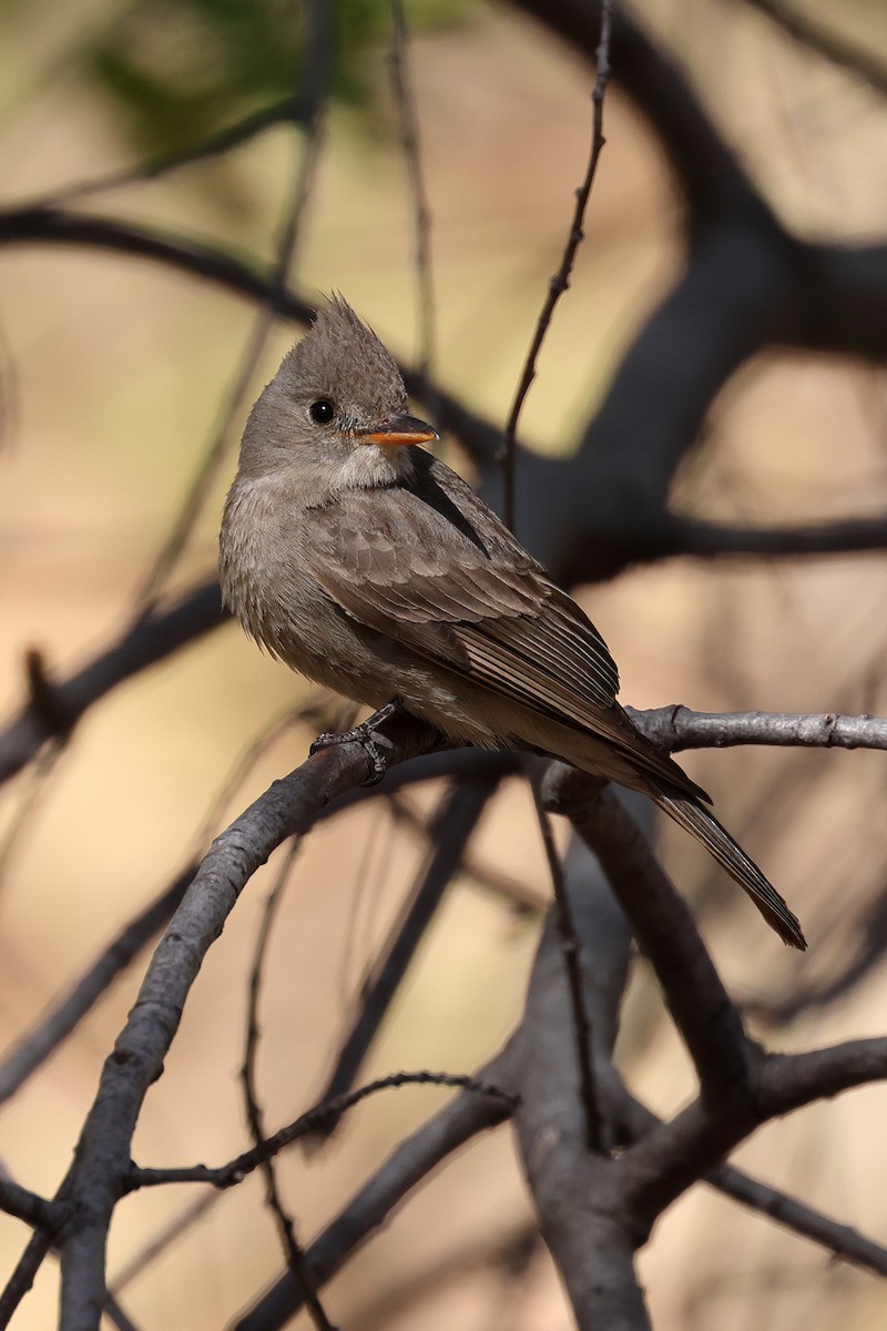 Greater Pewee - Doug Hommert