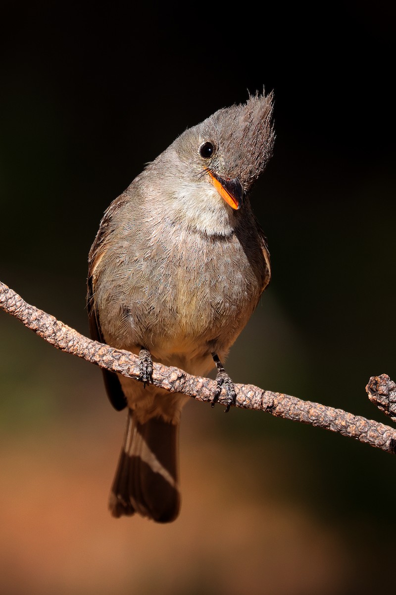 Greater Pewee - Doug Hommert