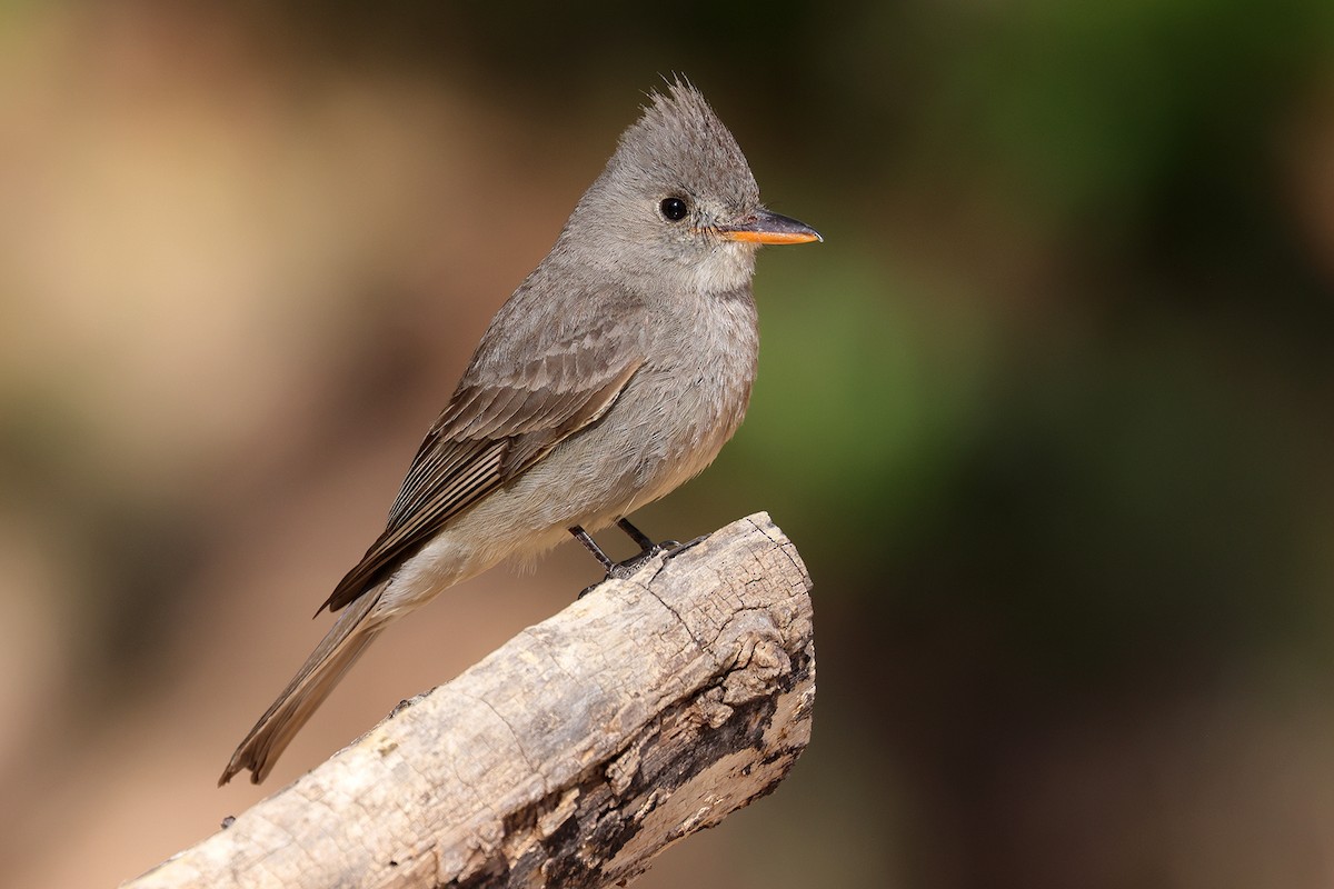 Greater Pewee - Doug Hommert