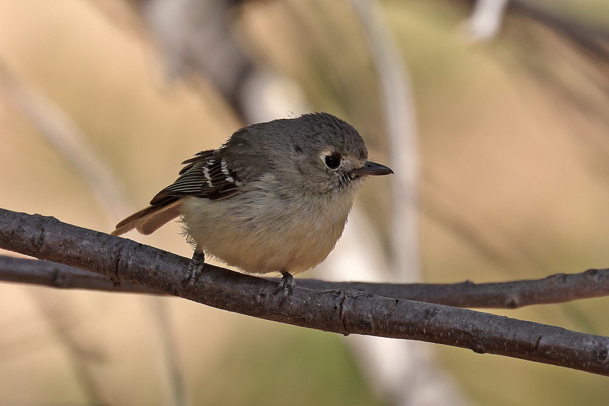 Hammond's Flycatcher - Doug Hommert