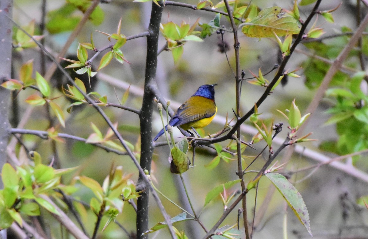 Green-tailed Sunbird - SHIRISH GAJARALWAR