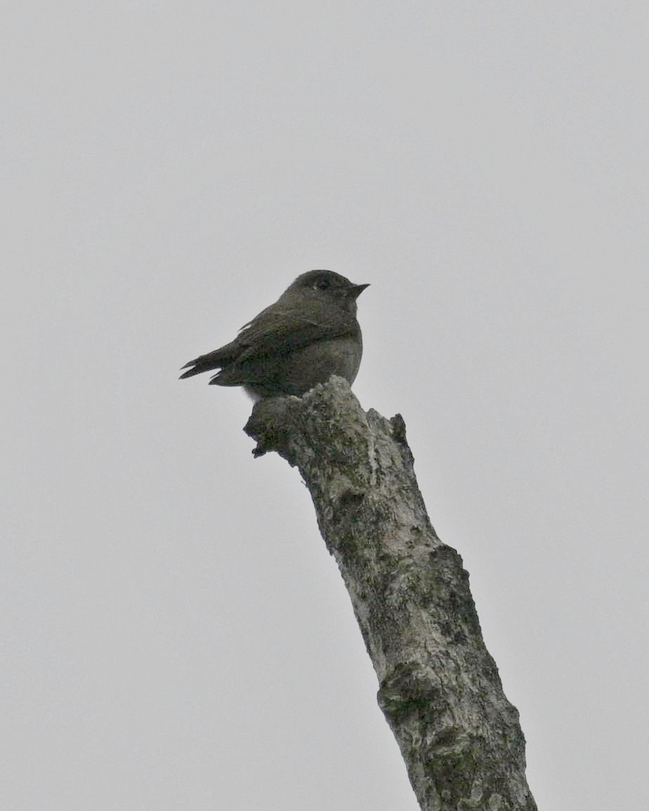 Dark-sided Flycatcher - Partha Saradhi Allam