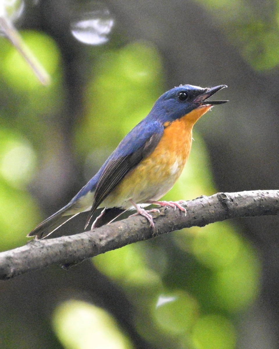 Large Blue Flycatcher - ML619223655