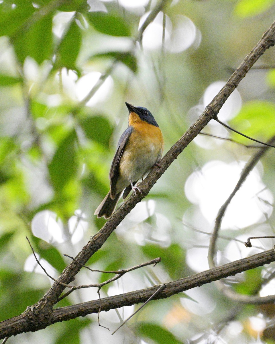 Large Blue Flycatcher - ML619223656