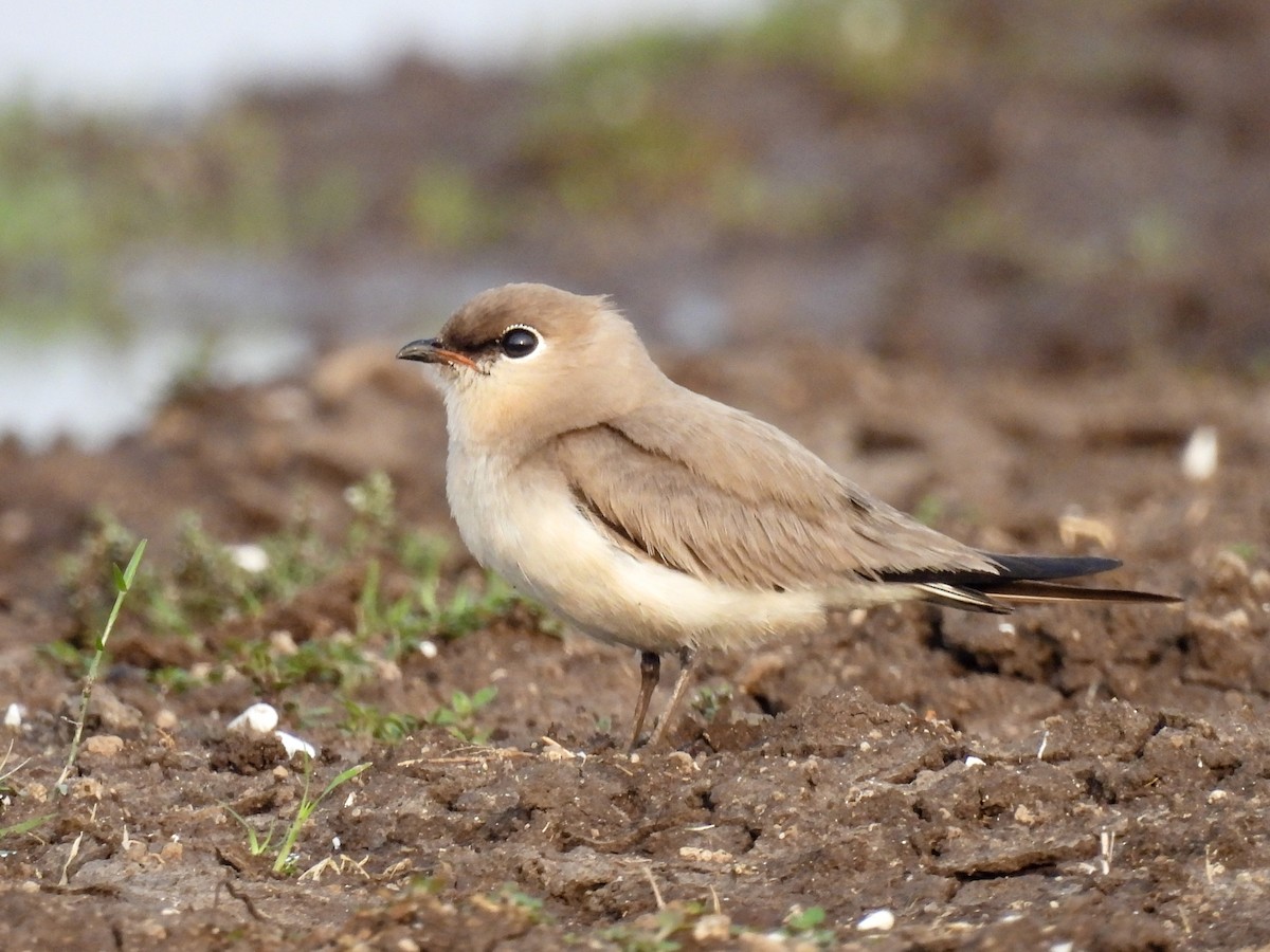 Small Pratincole - Ramesh Desai