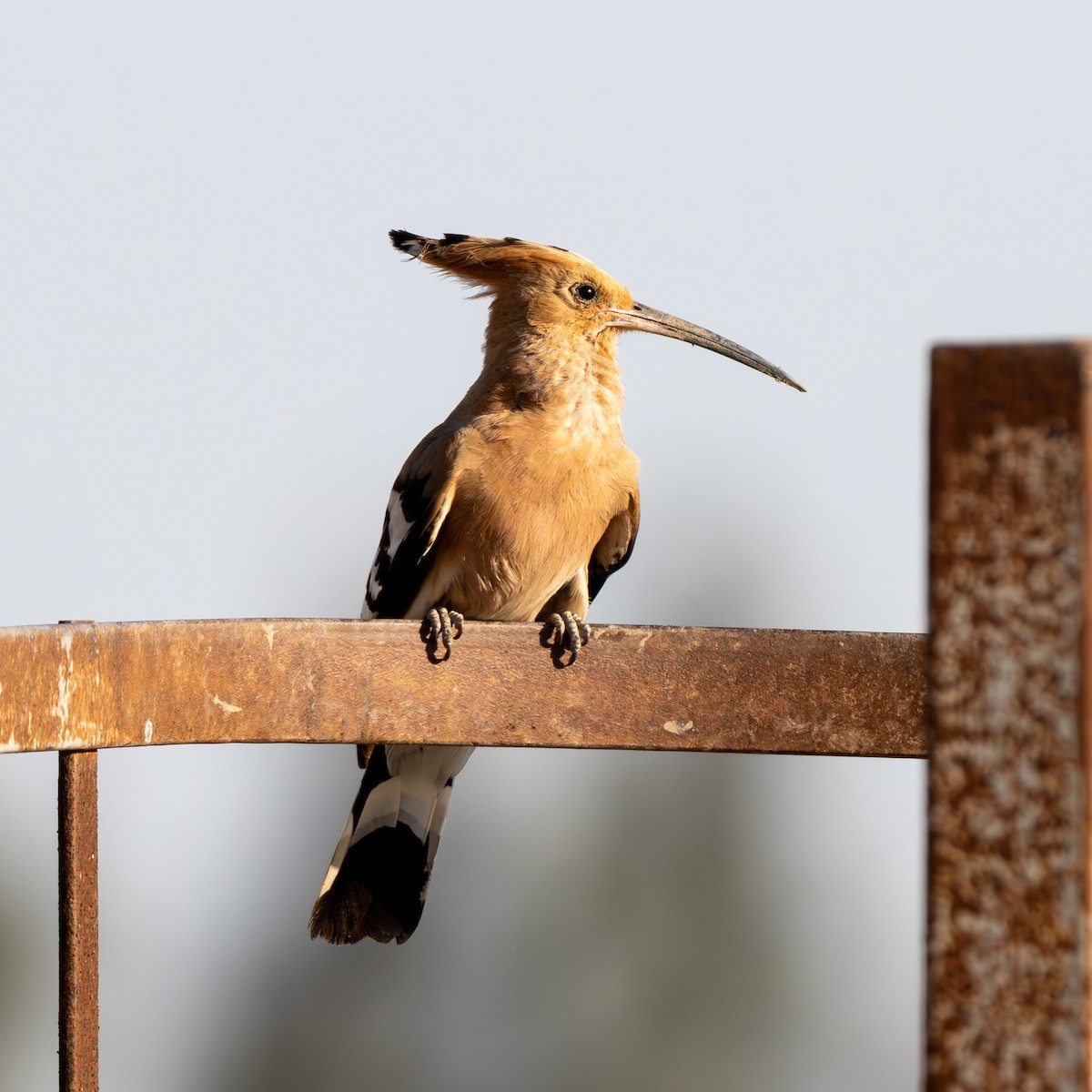 Eurasian Hoopoe - ML619223661