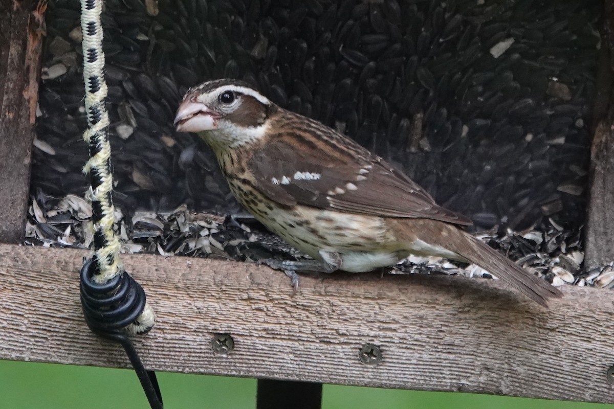 Rose-breasted Grosbeak - Bob Honig