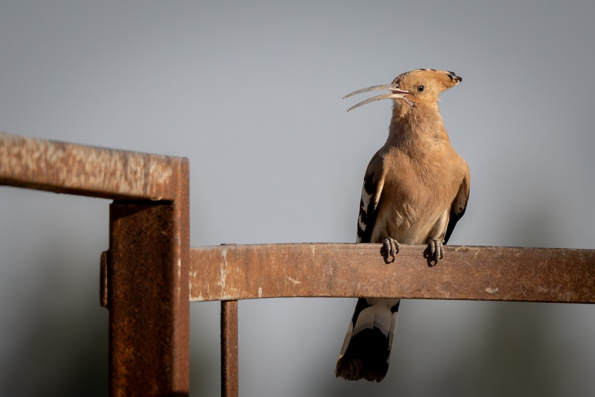 Eurasian Hoopoe - Cyril Duran