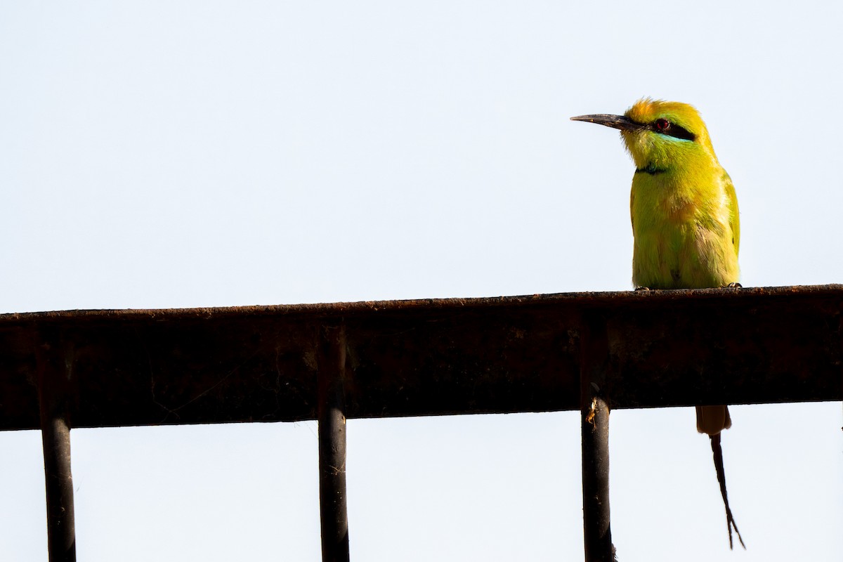 African Green Bee-eater - Cyril Duran
