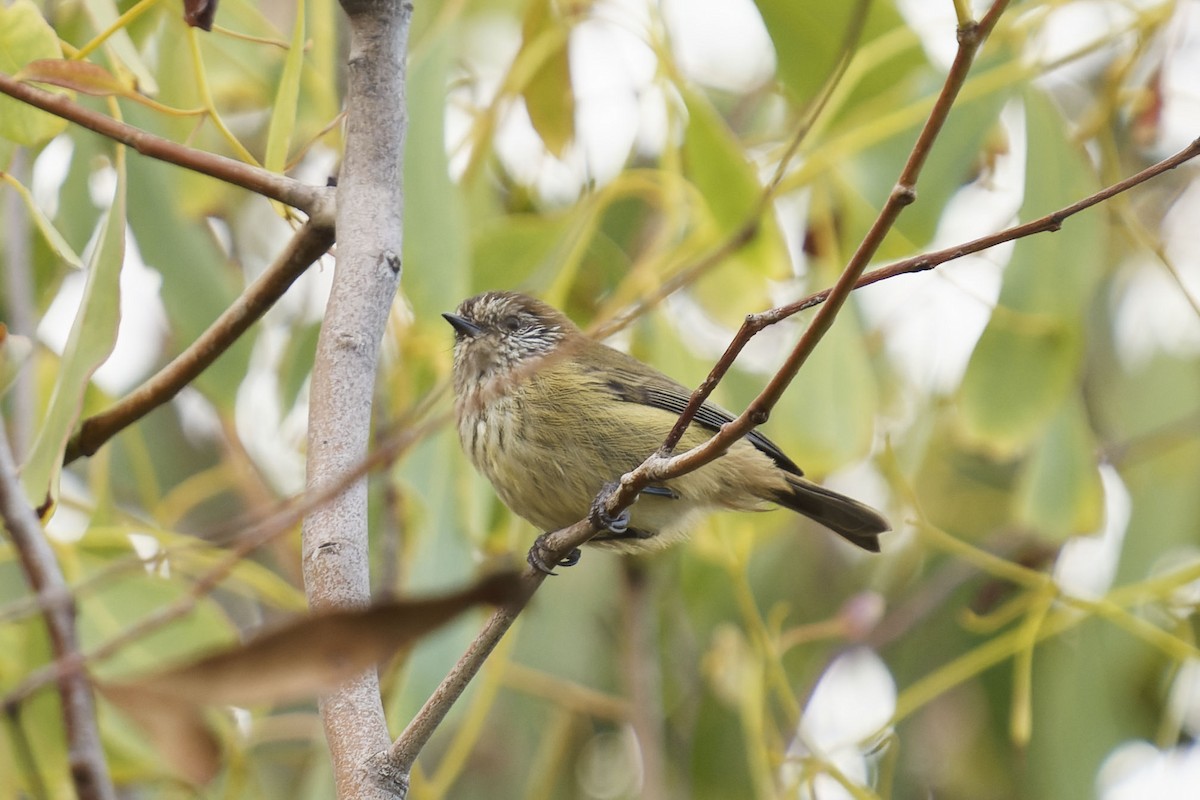 Striated Thornbill - Kevin Huang