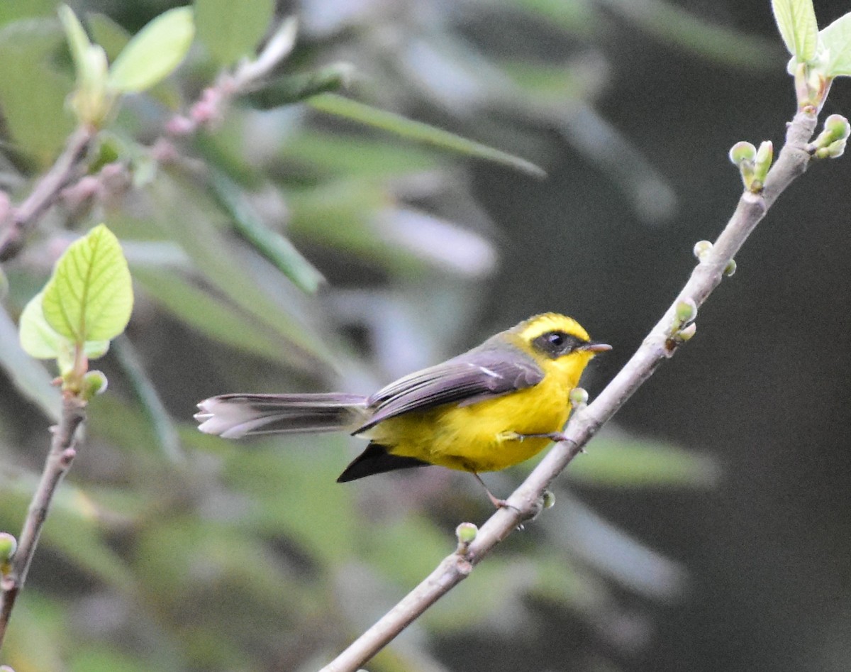 Yellow-bellied Fairy-Fantail - ML619223672