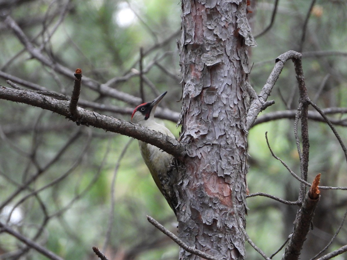 Eurasian Green Woodpecker - Elena Baonza Díaz