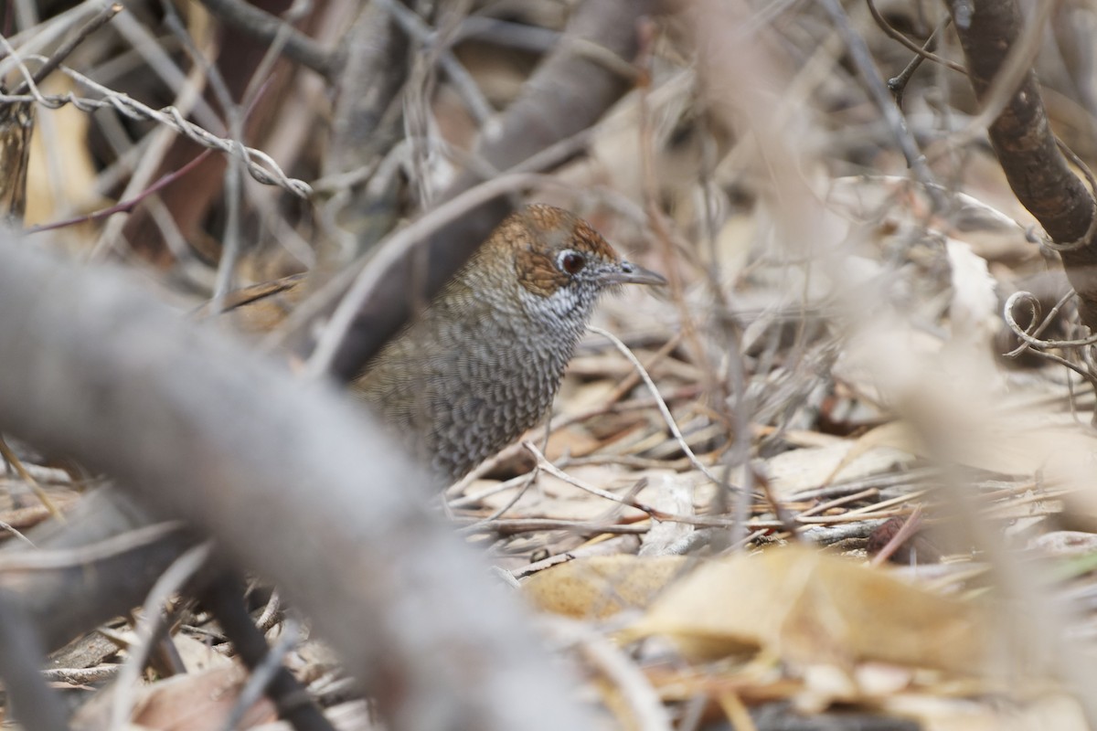 Rufous Bristlebird - ML619223678