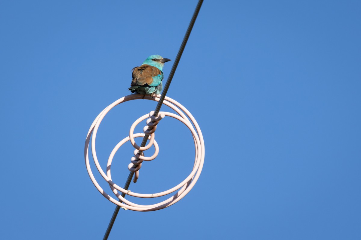 European Roller - Joren van Schie