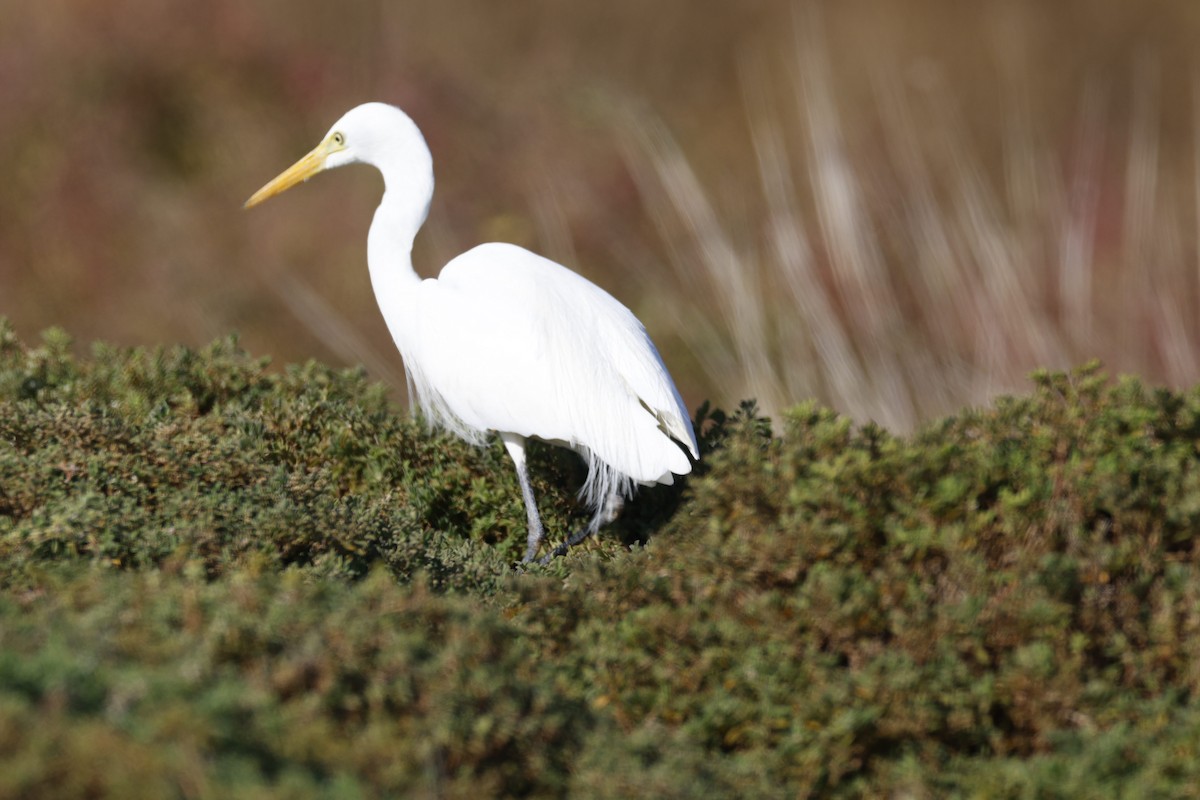 Plumed Egret - Philip Dubbin